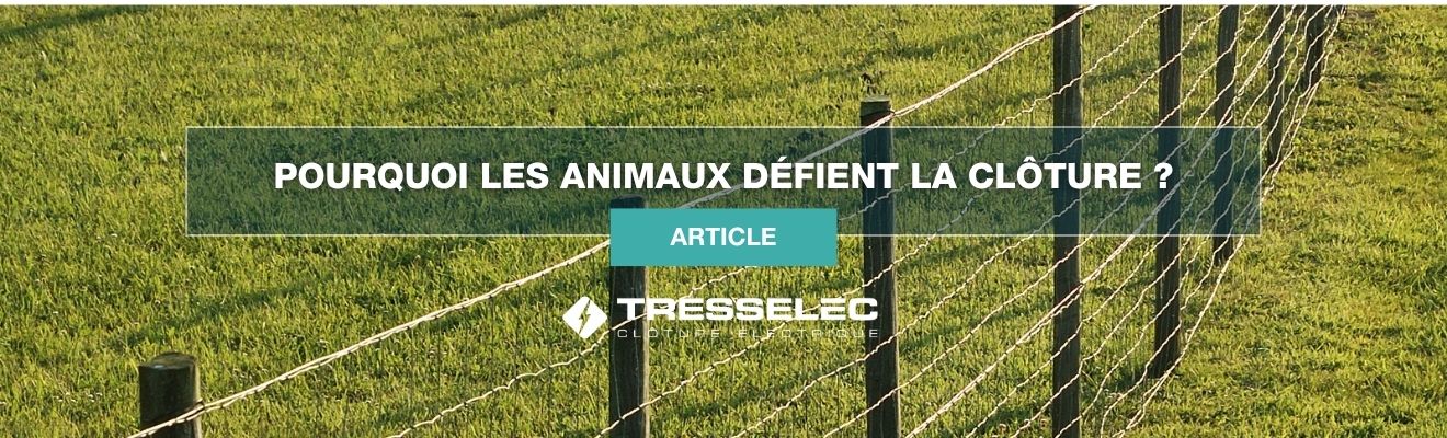 Tout savoir sur l'entretien de sa clôture pour garder une efficacité optimale